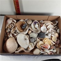 Sally sold her seashells