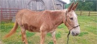 16 Year Old Mule
