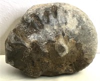 6" Large Fossilized Nautilus Shell Specimen