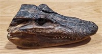 Small Alligator Head