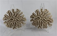 Natural Brain Coral