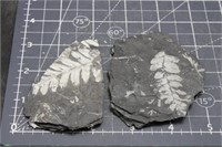 Fern Fossils, Schuylkill Co., Pennsylvania