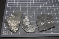 Fern Fossils, Schuylkill Co., Pennsylvania