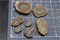 Agnathan Fossils, 80 Grams