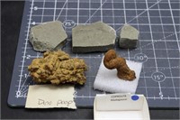 Coprolite (dino Poop) & Trilobites,