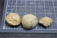Fossil Sea Urchins, 99.3 Grams