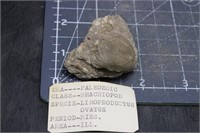 Fossil, Brachiopod, Linoproductus Ovatus,