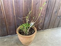 Hydrangea Plant In 15" Terracotta Pot