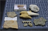 Mixed Fossil Lot