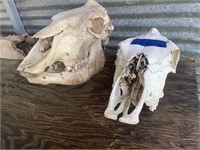 2 Cow Skulls -great for landscaping