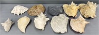 Seashell Lot Collection