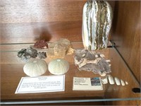 Assorted Ocean Fossils & Large Ocean Jasper Stone