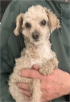Male-Toy Poodle-Intact, apricot parti
