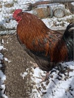 Rooster-French Black Copper Maran-1 year old