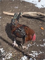 Rooster-French Black Copper Maran-1 year old