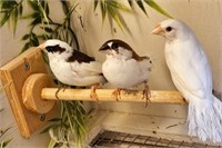 Trio-Society Finch-Juveniles 6-8 mos