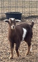 Doeling-Pygmy Goat-9 weeks