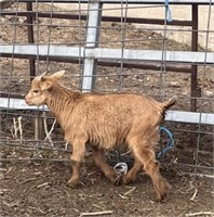 Buckling-Pygmy Goat-9weeks