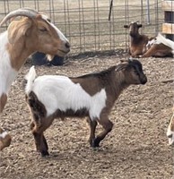 Buckling-Pygmy Goat- 9 weeks