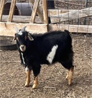 Buck-Pygmy Goat- mature, proven