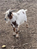Buck-Pygmy Goat- Mature, proven