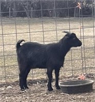 Nanny-Pygmy Goat-Exposed, 1 year old