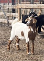 Nanny-Pygmy Goat-Exposed, 1 year old