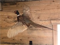 Beautiful mounted pheasant 36"