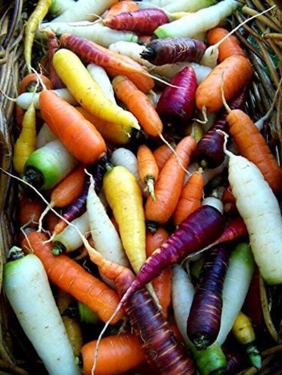 80+ Seeds-5 Colors Assorted Carrot Seeds