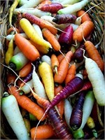 80+ Seeds-5 Colors Assorted Carrot Seeds