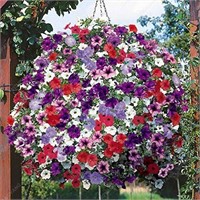 200+Seeds Heirloom Hanging Petunia Mixed Colour