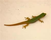 Conrau’s Dwarf Gecko