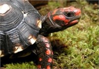 Cherryhead Tortoise Baby