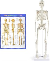 Human Skeleton Model for Anatomy,17”Mini Human Ske