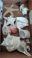 Misc Lot of Sea Shells for Home Decor & Crafts