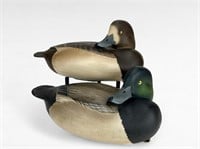 Greater Scaup Pair - Forest Jennings