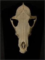 Authentic Coyote Skull Wall Art (8.5 x 5 inches)
