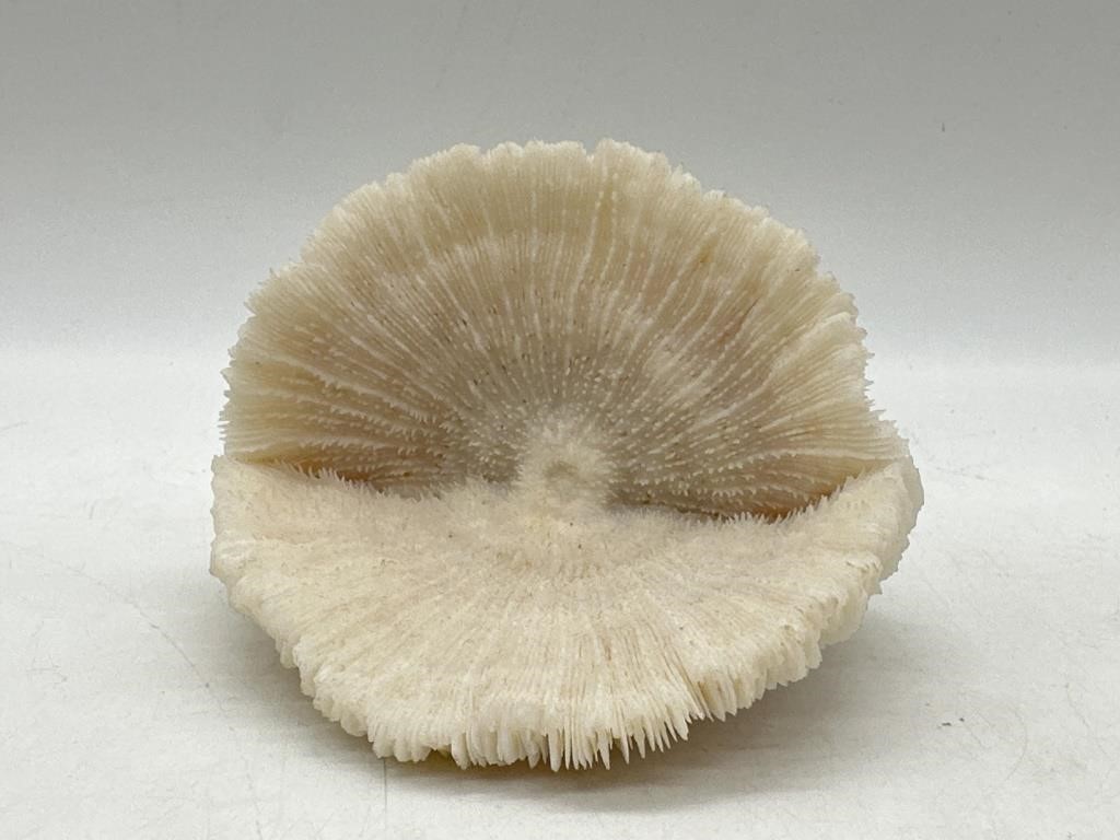 Natural White Dried Mushroom Skeleton Coral
