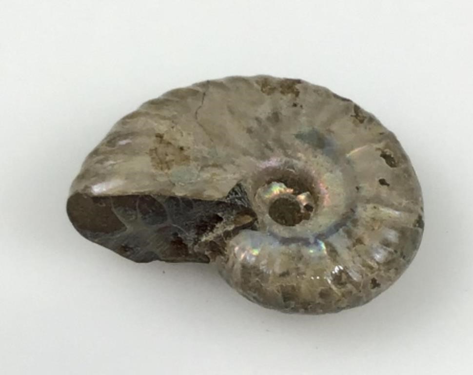 Petrified shell fossil
