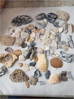 Shells, Fossils etc