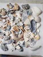 Shells, Fossils etc