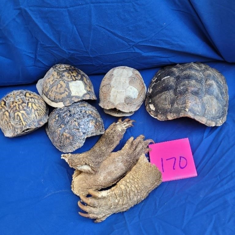 turtle shells and alligator feet
