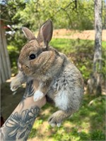 Adorable Female Baby Bunny Rabbit