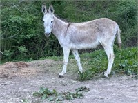 Standard Jenny Donkey exposed to 31” Spotted Jack