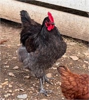 9 Month Old Trio of Lavender Orpington Chickens