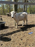 6 month old black tipped mini highpark heifer