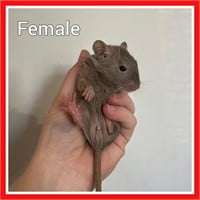 Baby Degu Female