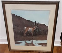 Antilope print framed