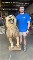 ANTIQUE TAXIDERMY FULL  LION