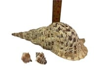 Large Conch shell and two small conch